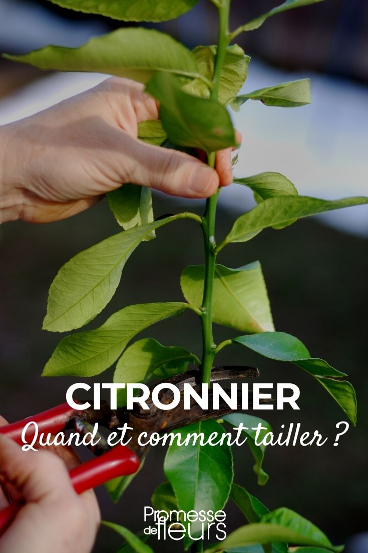 Pruning a Lemon Tree
