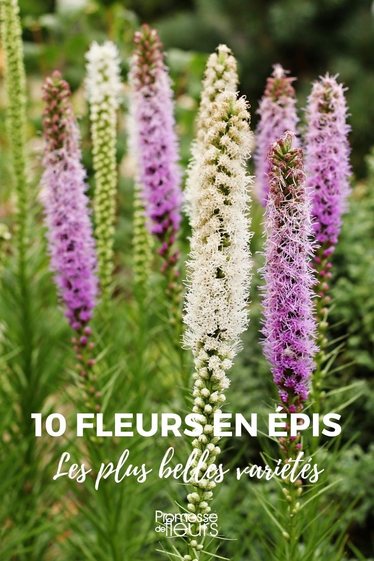 10 Flowers in Spikes 10 Flowers in Spikes