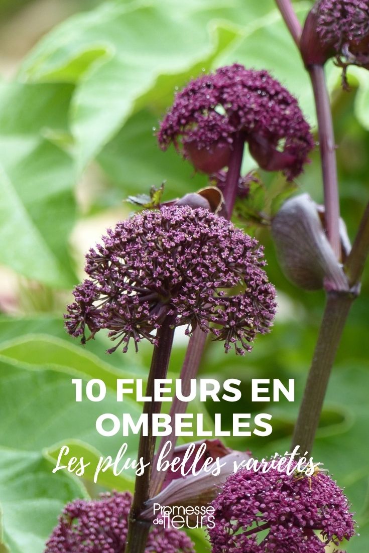 10 Flowers in Umbels 10 Flowers in Umbels
