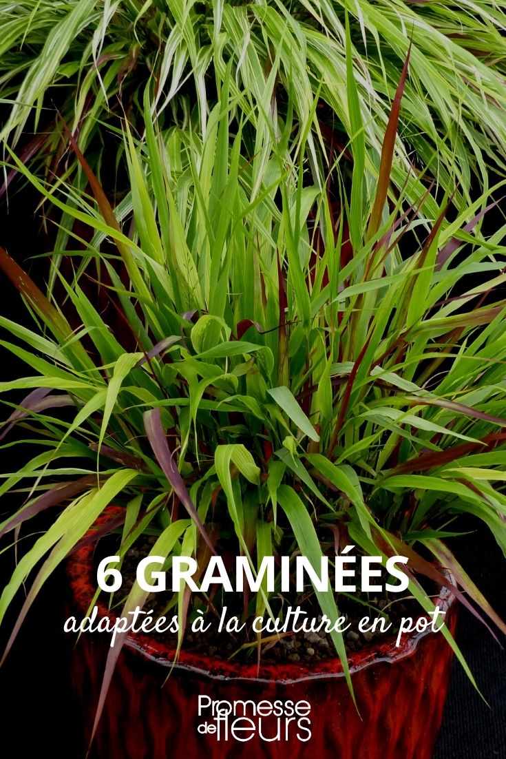 6 Ornamental Grasses for Container Gardening Our Selection of 6 Potted Grasses