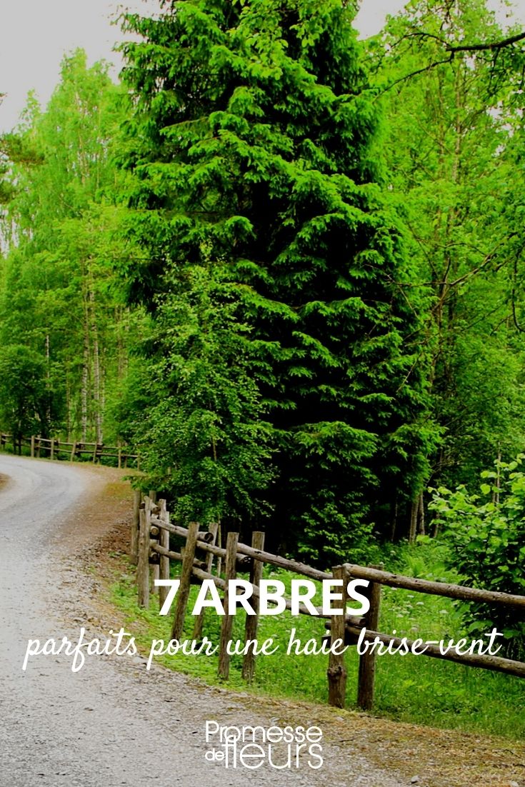 7 Trees for a Windbreak Hedge 7 Trees for a Windbreak Hedge