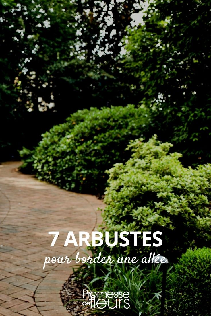 7 Bushes to Line a Pathway Selection of 7 Bushes to Line a Pathway