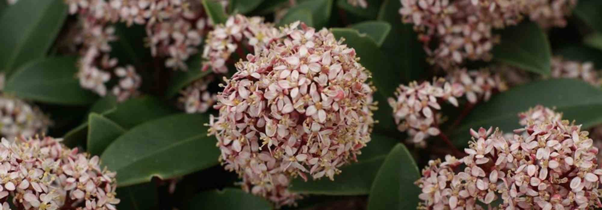 7 shrubs for a city garden