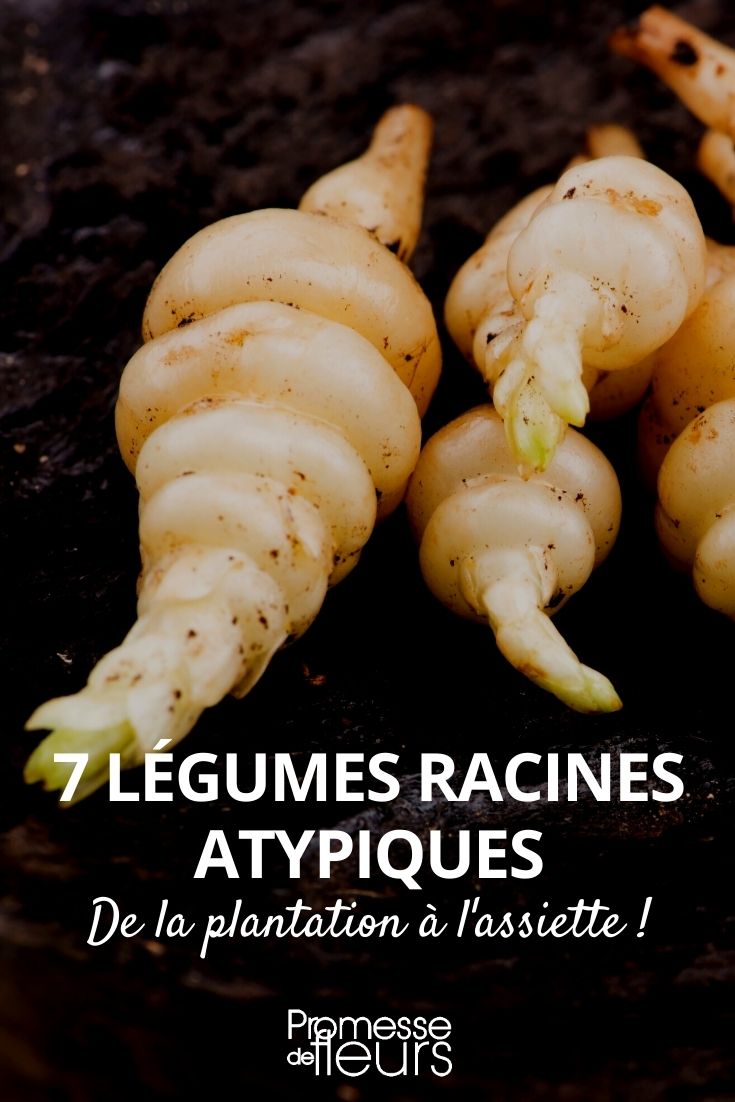 7 Uncommon Root Vegetables 7 Forgotten Root Vegetables