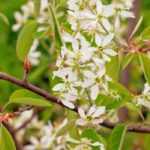8 very hardy bushes resistant to frost