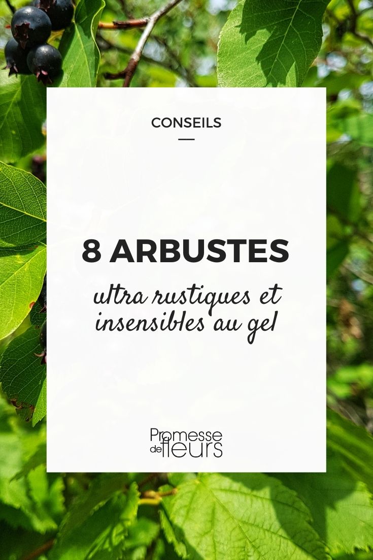 8 Ultra Hardy Bushes