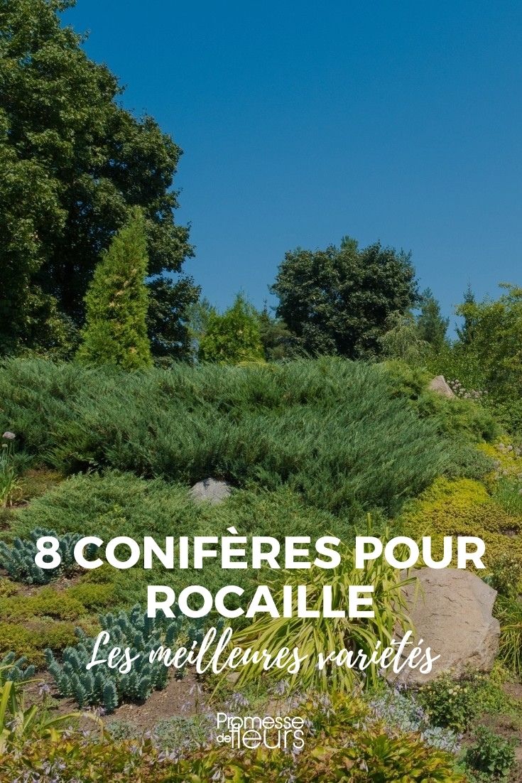 8 Conifers for Rock Gardens rock garden conifers