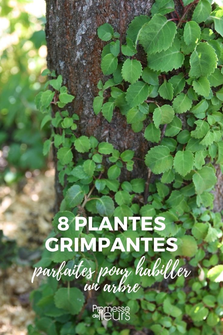8 Climbing Plants to Adorn a Tree