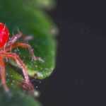 Red spider mite: identification and treatment