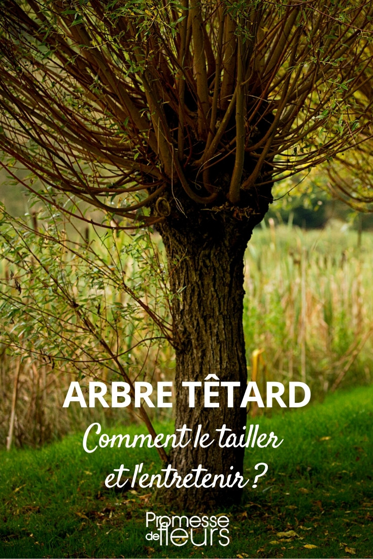 Pollarded Tree: Pruning and Maintenance