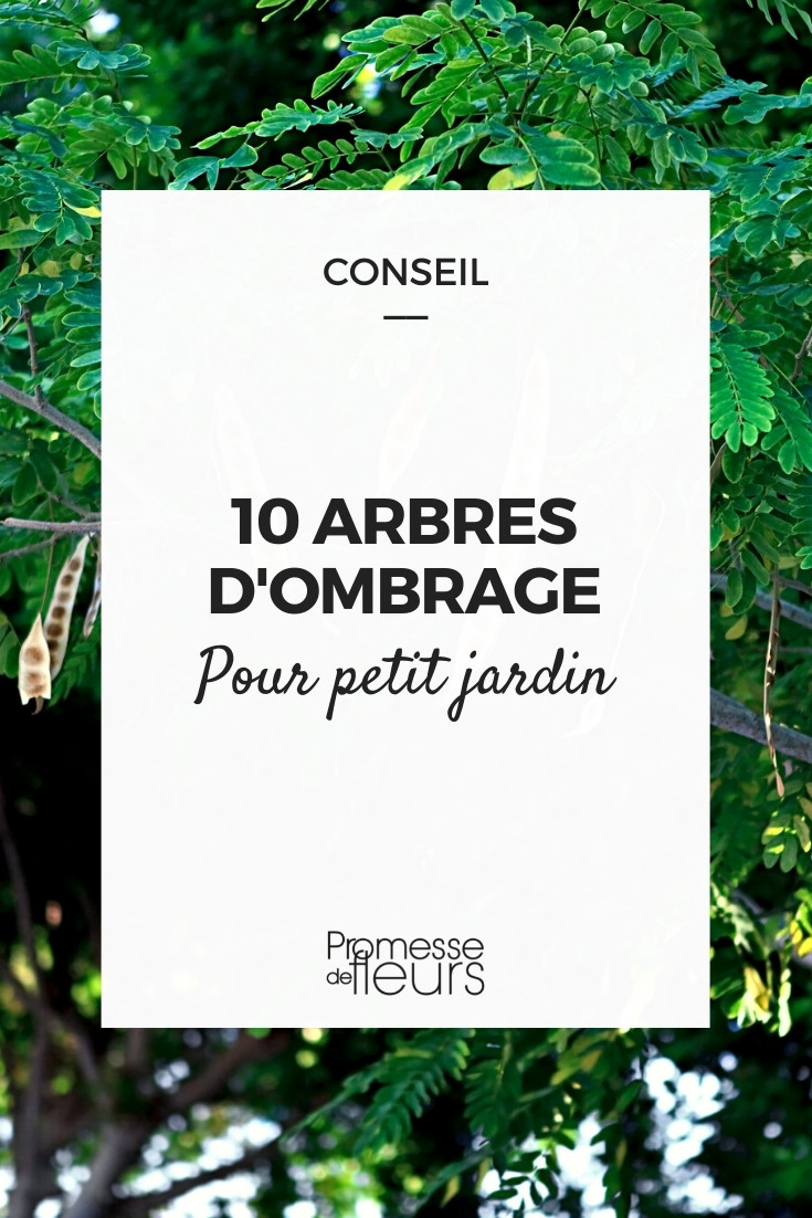 Shade-Trees-for-Small-Gardens
