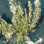 How to choose and lay a weed-control membrane?