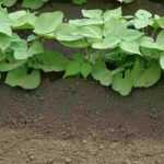 When and how to earth up vegetables in the vegetable patch?