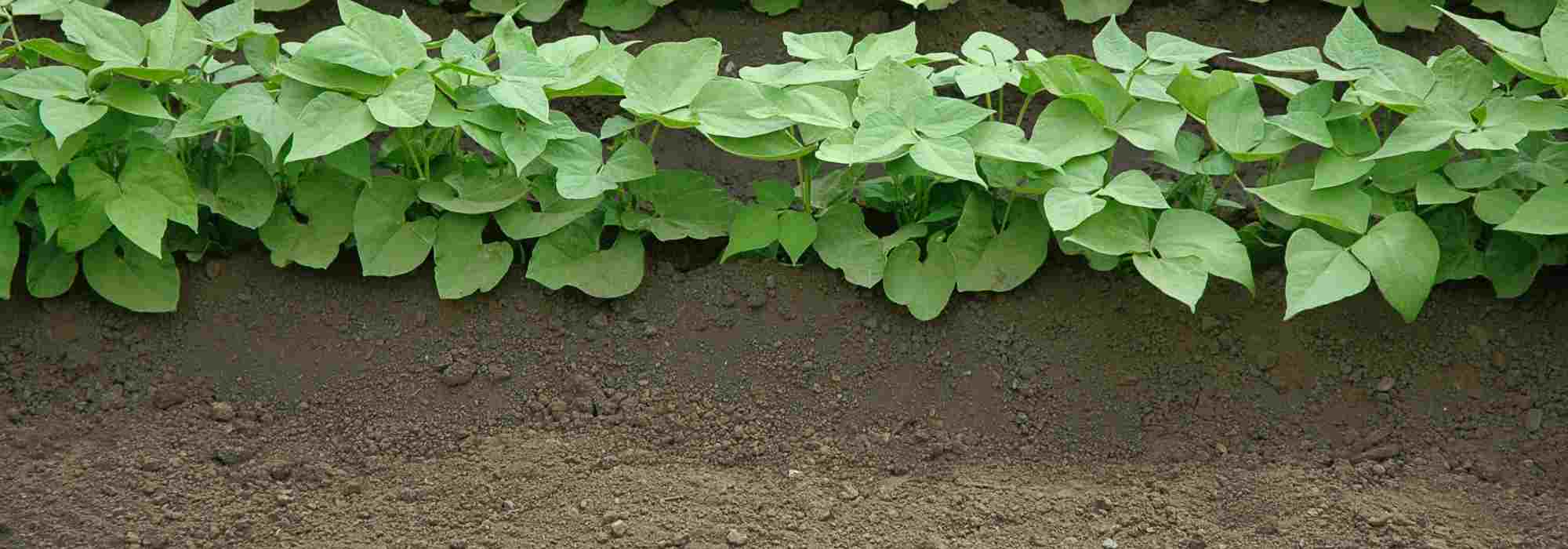 When and how to earth up vegetables in the vegetable patch?