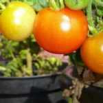 To grow tomatoes in pots