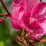 How to grow oleander in a pot?