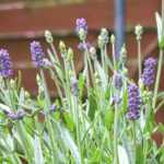 To grow lavender in a pot