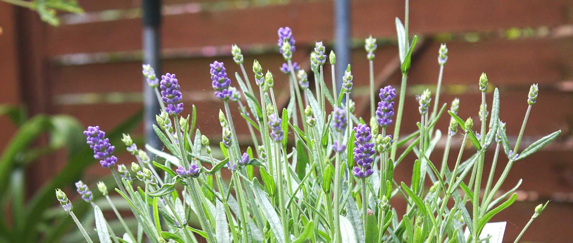 To grow lavender in a pot