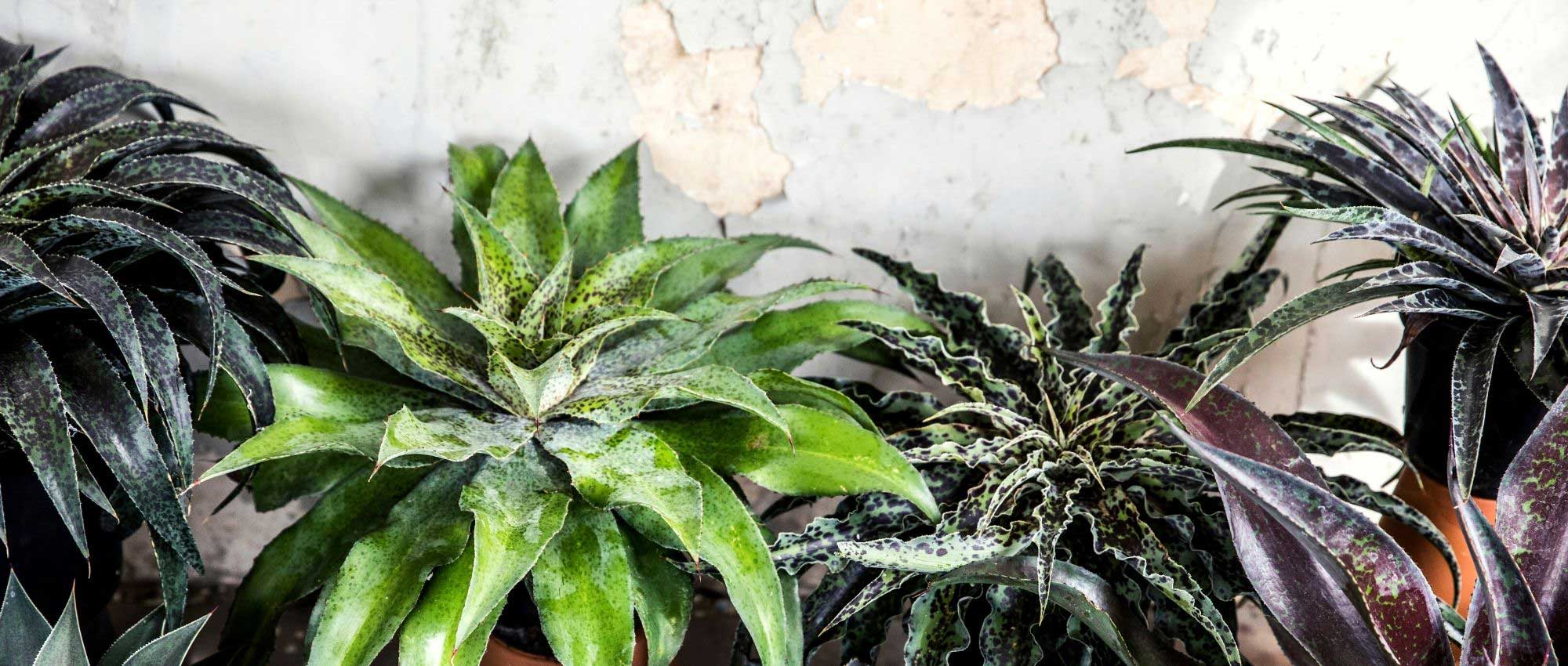 Mangave: Planting, Growing, and Caring for It