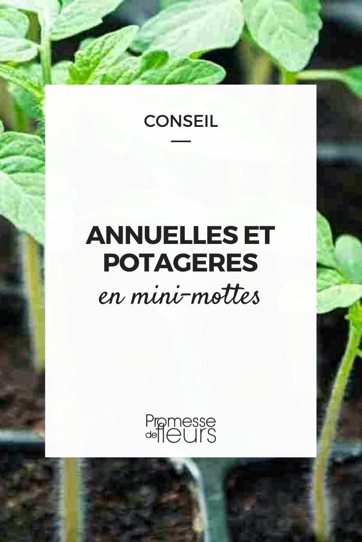 Plug Plants - Annuals and Vegetables