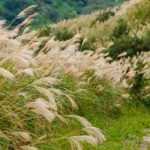 9 ideas for pairing <em>Miscanthus</em>