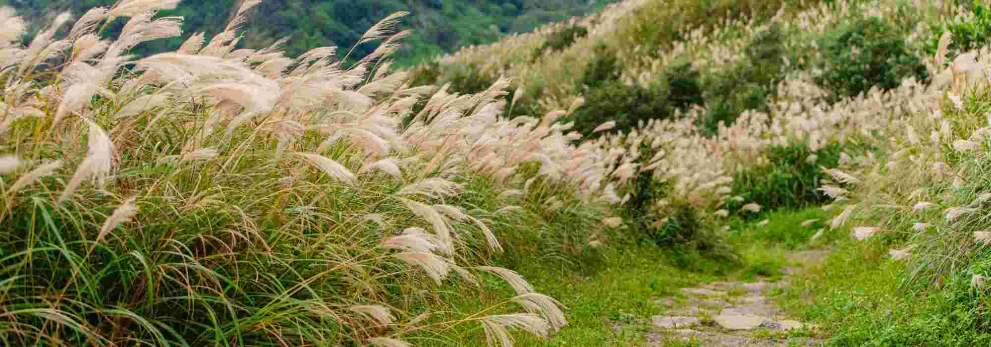 9 ideas for pairing <em>Miscanthus</em>