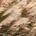 How to choose a <em>Miscanthus</em>?