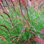 <em>Miscanthus</em>: best varieties