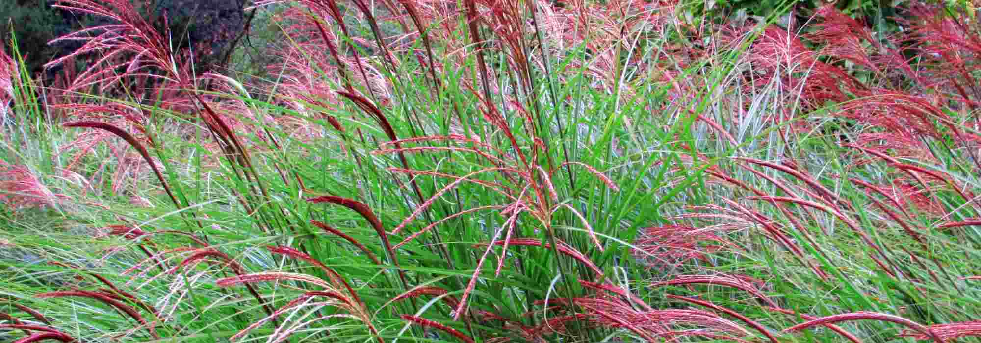 <em>Miscanthus</em>: best varieties