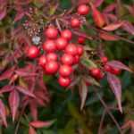 <em>Nandina</em>, sacred bamboo: 5 planting combinations