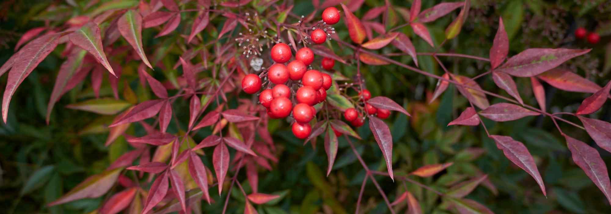 <em>Nandina</em>, sacred bamboo: 5 planting combinations