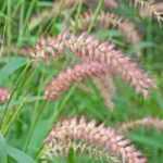 <em>Pennisetum</em>, buying guide