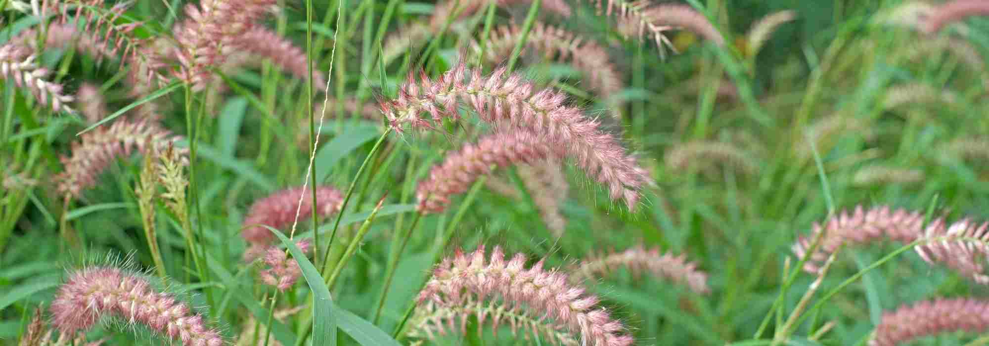 <em>Pennisetum</em>, buying guide