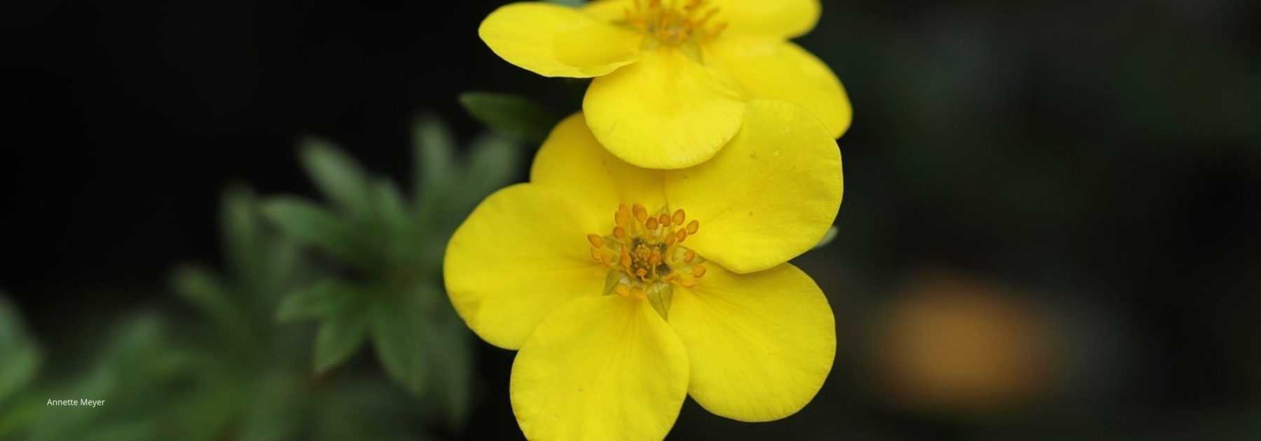 How to choose a shrubby Potentilla: buyer's guide