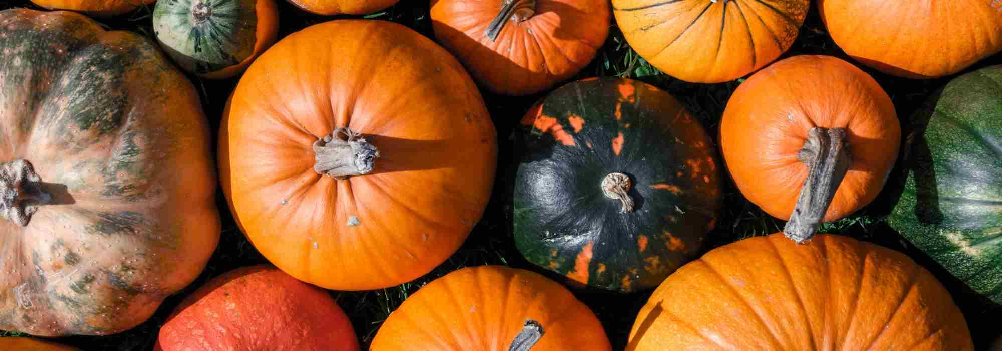 Pumpkin: planting, sowing, cultivation