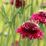Scabious: 6 Ideas for Successful Combinations