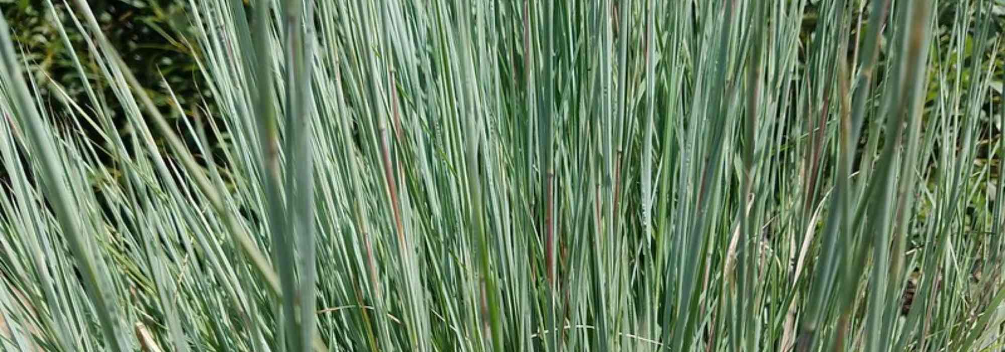 Schizachyrium scoparium: planting, cultivation