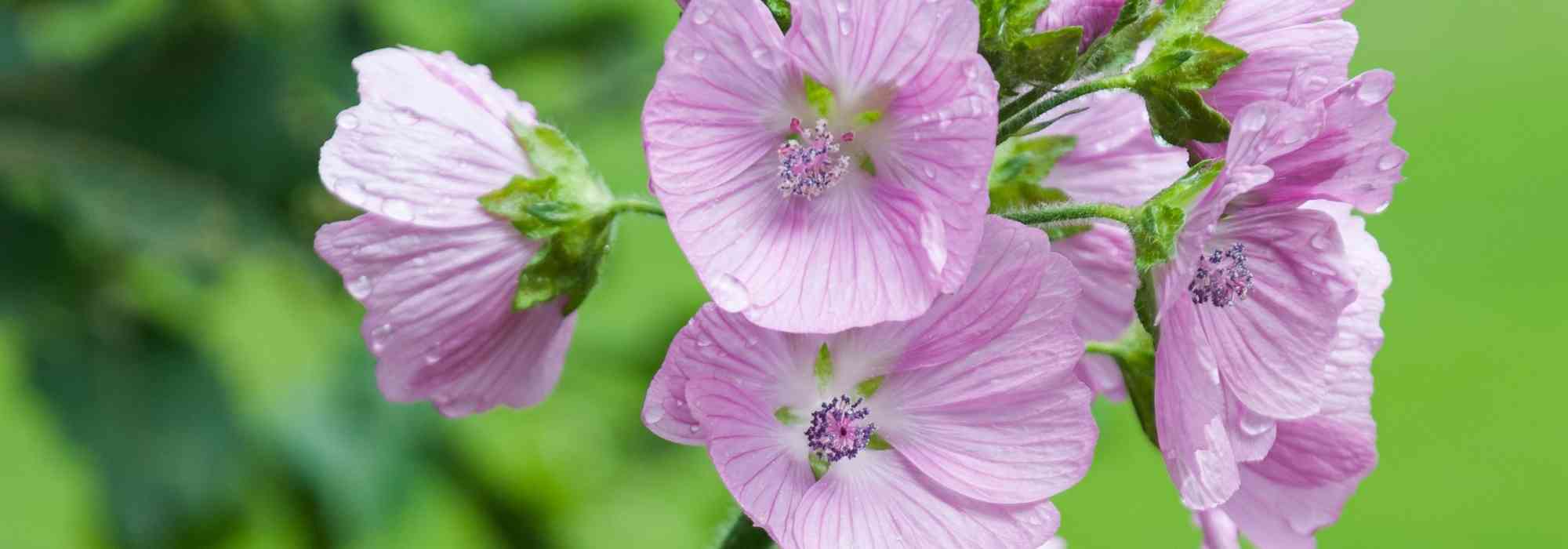 Sidalcea: planting, cultivation