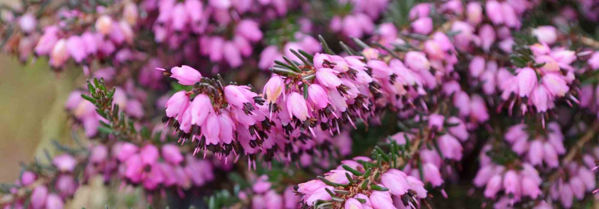 Pruning heather: when and how?