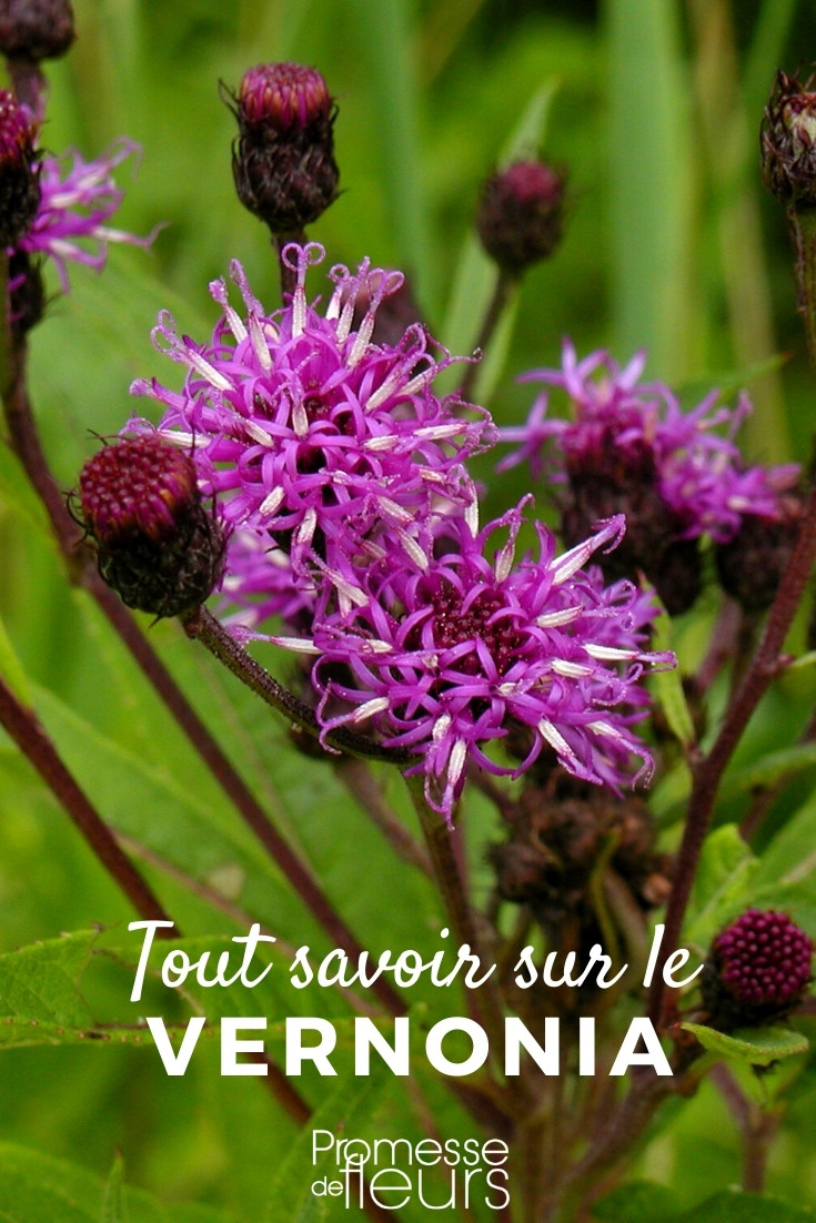 Vernonia - Everything You Need to Know