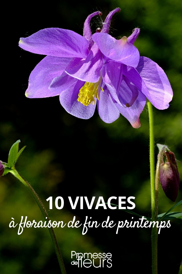 Perennials-Flowering-Late-Spring