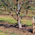 Arboricultural glue