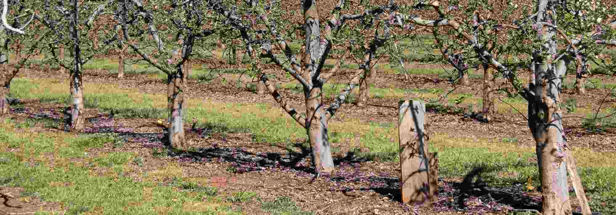 Arboricultural glue