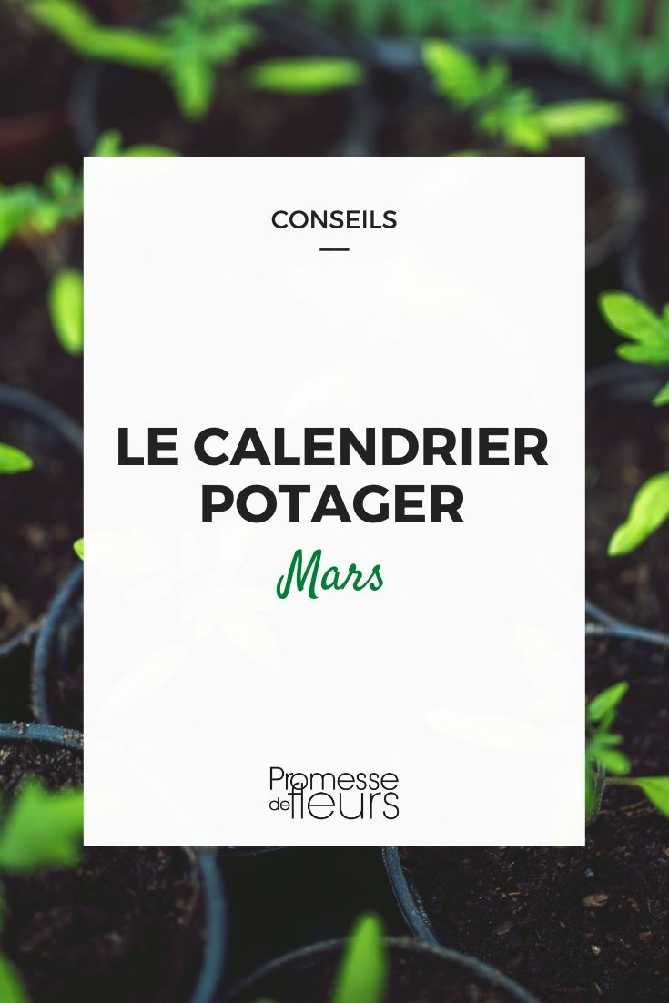 Vegetable Garden Calendar for March

March is a pivotal month for gardeners. As the grip of winter begins to loosen, it’s time to start preparing your vegetable garden for the upcoming growing season. Here’s a handy guide to help you get your garden ready this March.

### Soil Preparation
- **Check soil conditions**: Before planting, ensure the soil is not too wet. A simple test is to squeeze a handful of soil; it should crumble easily, not form a muddy ball.
- **Enrich the soil**: Incorporate plenty of organic matter such as compost or well-rotted manure to nourish the soil.

### Planting
- **Early crops**: You can start sowing hardy vegetables like peas, broad beans, and some varieties of lettuce and spinach directly into the ground.
- **Under cover**: Sow tomatoes, peppers, and aubergines indoors or in a heated greenhouse to give them a head start.

### Maintenance
- **Weeding**: Begin regular weeding to prevent weeds from taking nutrients away from your plants.
- **Pest control**: Keep an eye out for slugs and other pests, and take action early to protect your crops.

### Planning
- **Crop rotation**: Plan your planting to avoid placing the same type of vegetables in the same location as last year to prevent soil depletion and reduce disease risk.
- **Succession planting**: Organize your planting schedule to ensure a continuous harvest throughout the season.

By following these tips, you’ll set a strong foundation for a productive and rewarding gardening season. Happy gardening!