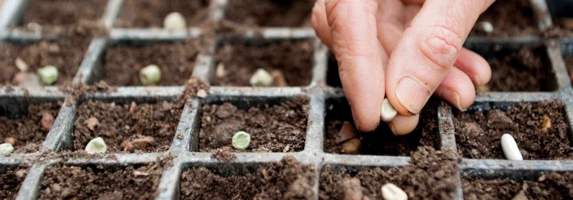 Vegetable garden calendar - March