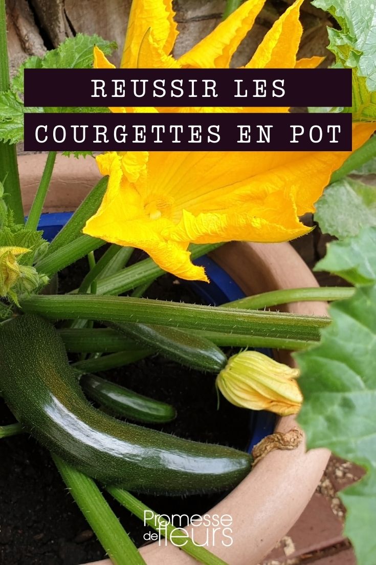 Growing Courgettes in Pots Growing Courgettes in Containers