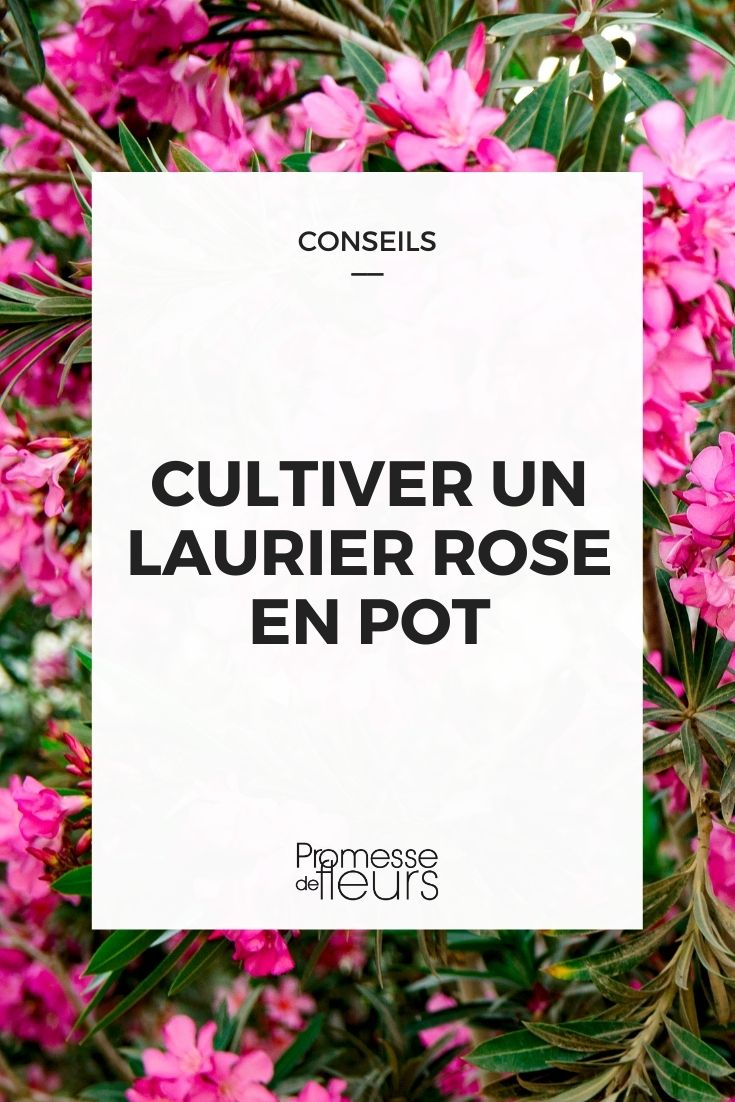 Growing Oleander in Pots