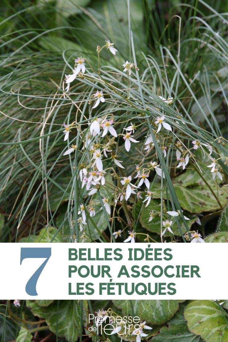 Fescues: Pairing Them in the Garden