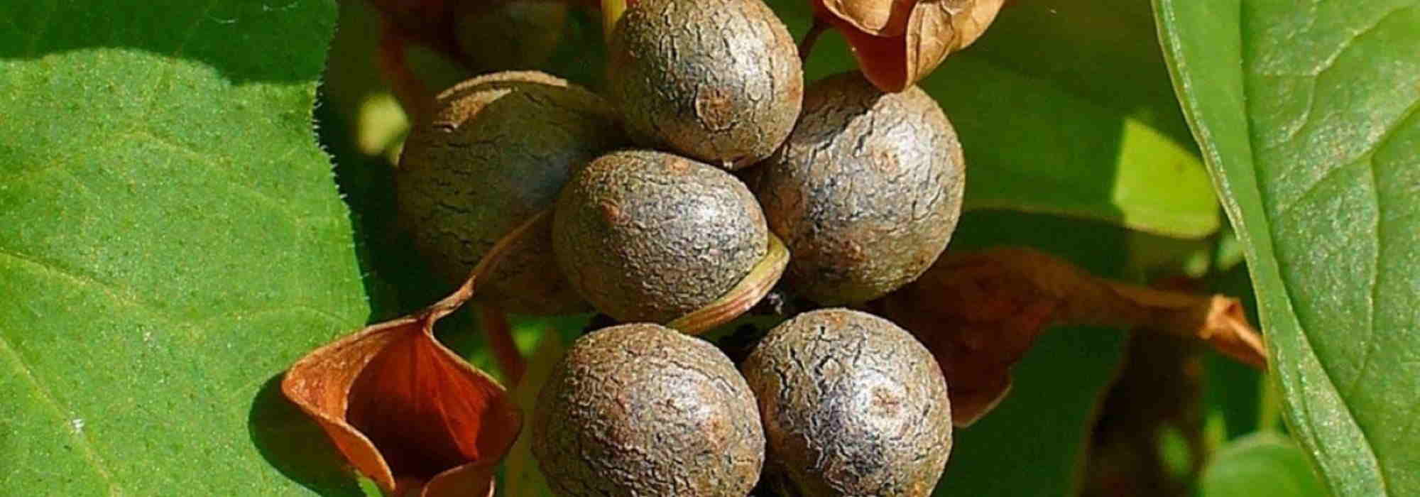 7 exotic vegetables to discover