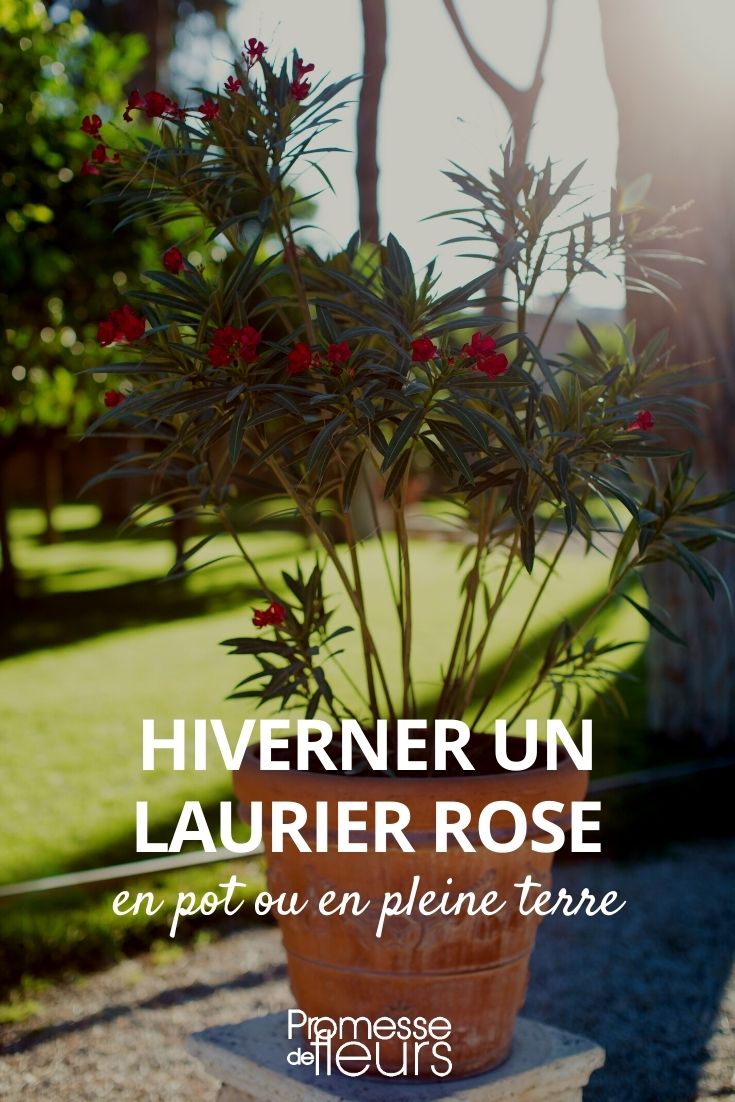 Overwintering Oleander Wintering a Oleander
